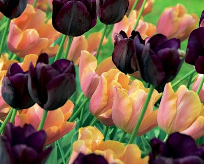 Nisan-Mayıs aylarında çiçek açan Sweet Joy Triumph Tulip Collection, yükseklik 45cm