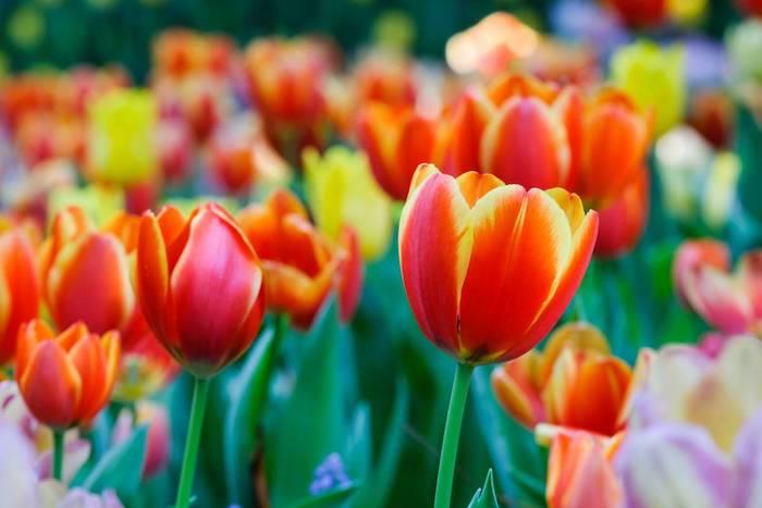 Kaip prižiūrėti savo tulpes, gražią raudonų ir geltonų tulpių nuotrauką, tulpių sodą, atrasti gamtos grožį