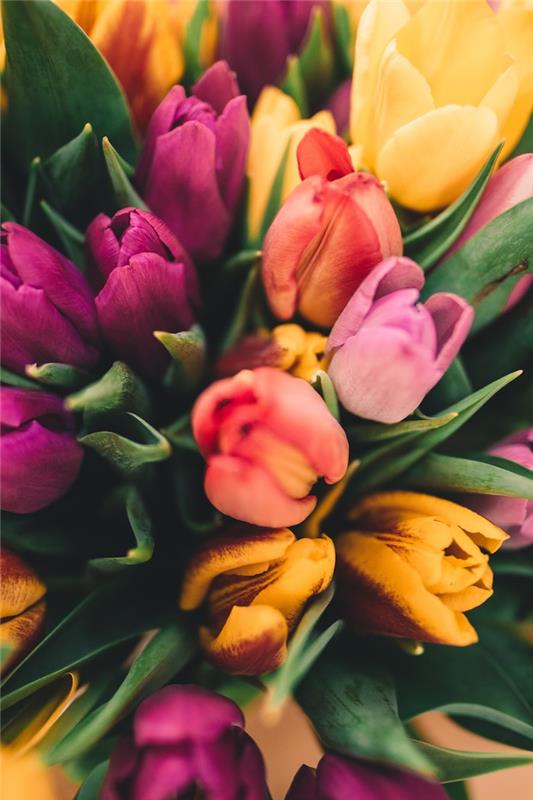Šopek pisanih tulipanov, ozadje spomladanske pokrajine, japonska pokrajina, čudovita fotografija, ki jo lahko uporabite kot ozadje za telefon