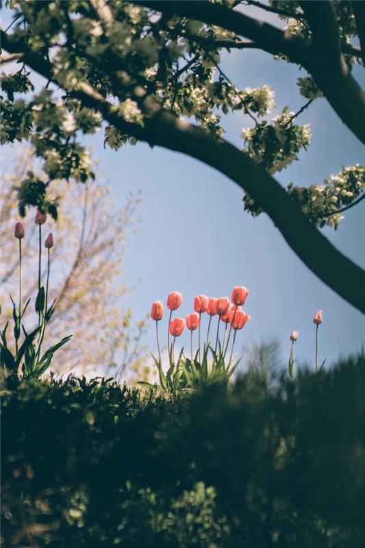 Tulipani, cvetoče drevo, vse, kar je kričalo pomlad, brezplačna ozadja za pomlad, ozadje za japonsko pokrajino
