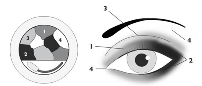akių makiažo pamoka, iliustracija, kaip tepti akių šešėlius, dūminių akių pamoka