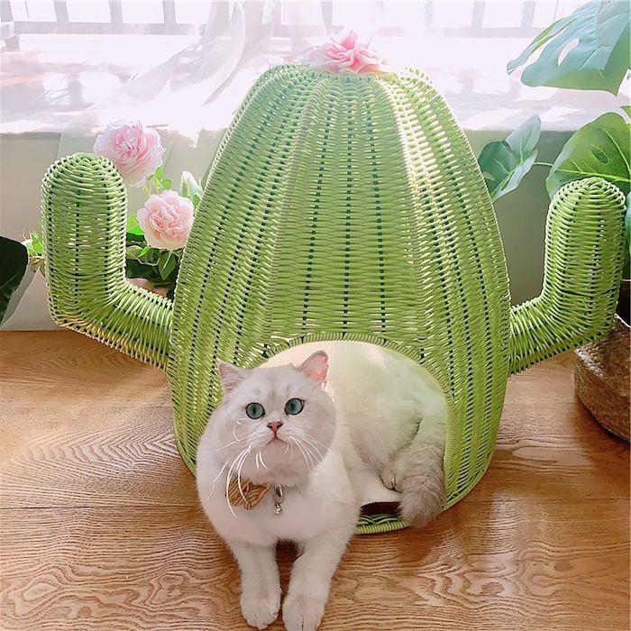 balta katė žalioje trobelėje kaktuso rotango baldų dažų pavidalu