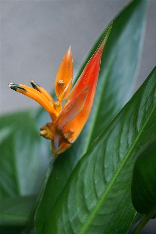 dünyanın en güzel çiçeğinin bir örneği lotus ailesinin portakal yapraklı papağan gagası