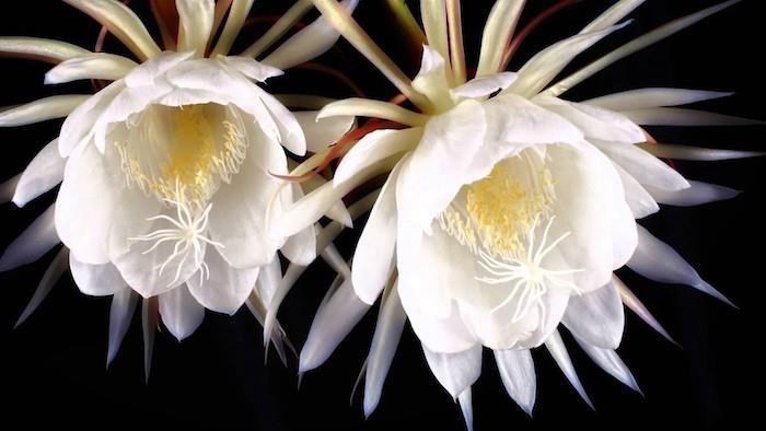 ince beyaz yapraklı hayalet orkide adı verilen siyah bir arka plan ve çiçek resmi jpg