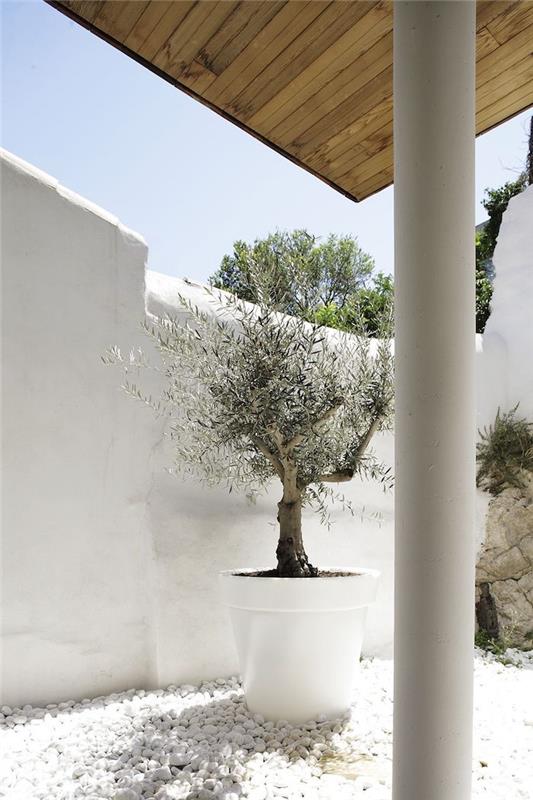 beyaz bir duvarın arkasında bir zeytin ağacı ve çiçek tarhında beyaz çakıl taşları olan büyük bir cahe saksısı