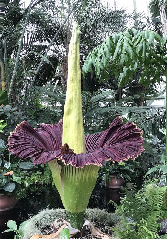 büyük kokulu çiçekli bir botanik bahçesi titan phallus'u çağırıyor