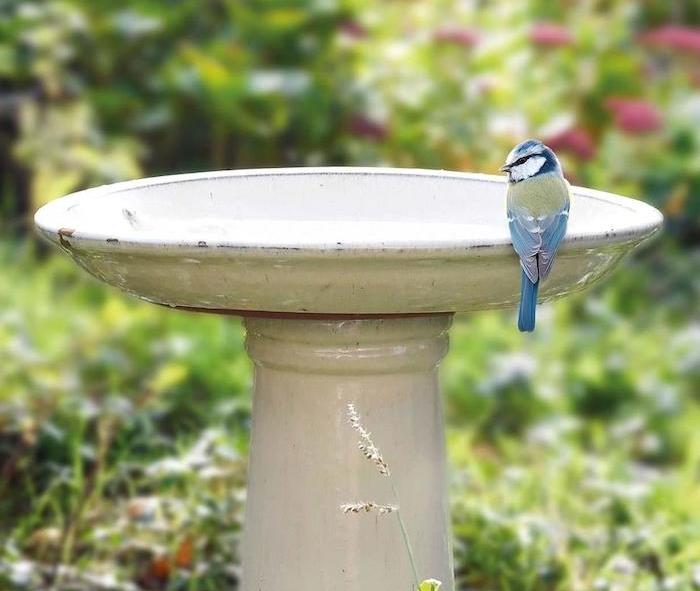 ptica sedi na robu vodnjaka na vrtu