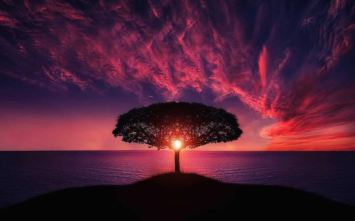 Drevo življenja, sončni zahod ocean pokrajina japonsko drevo lepo, sončni zahod ob morju ozadje, narava ozadje, lepa fotografija
