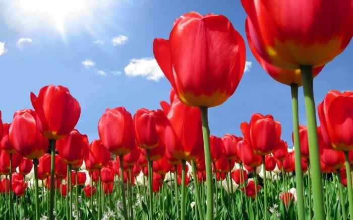a-lepa-fotografija-najlepša-podoba-narave-sveta-tulipani