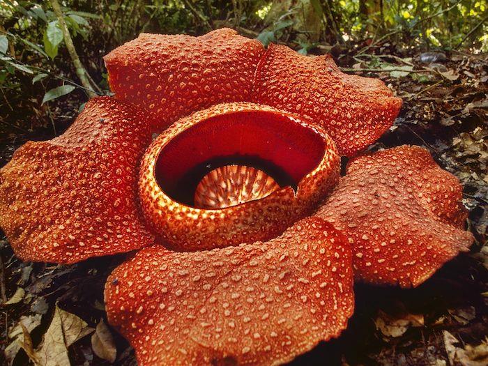 Tropikal bir ormanda kırmızı yaprakları olan dünyanın en büyük çiçeklerinden biri