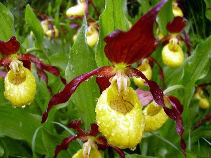 venüs orkide familyasından bir çiçek, diğerleri arasında, çiy ile kaplı