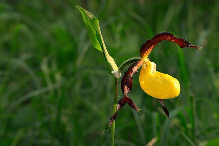 ailenin sarı ve mor renklerinde egzotik bir çiçek) orkide nadir çiçek