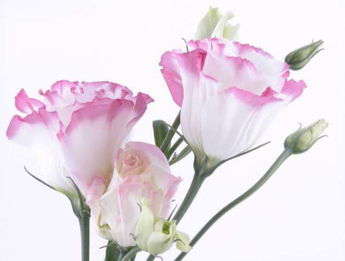 beyaz ve pembe çiçekli karamfil resmi dünyanın en pahalı çiçeklerinden biri