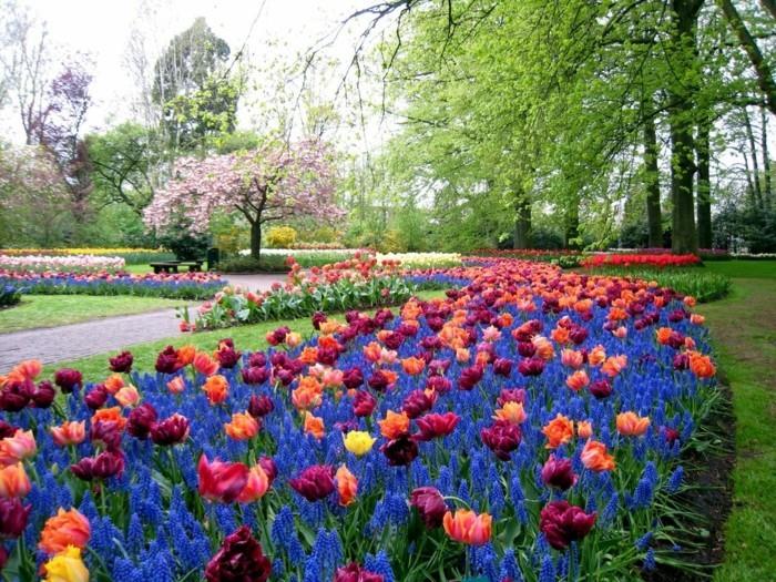 gėlynas, tulpės, žolė, medžiai, kelias, idėja, kaip pasidaryti gėlyną didžiuliame sode