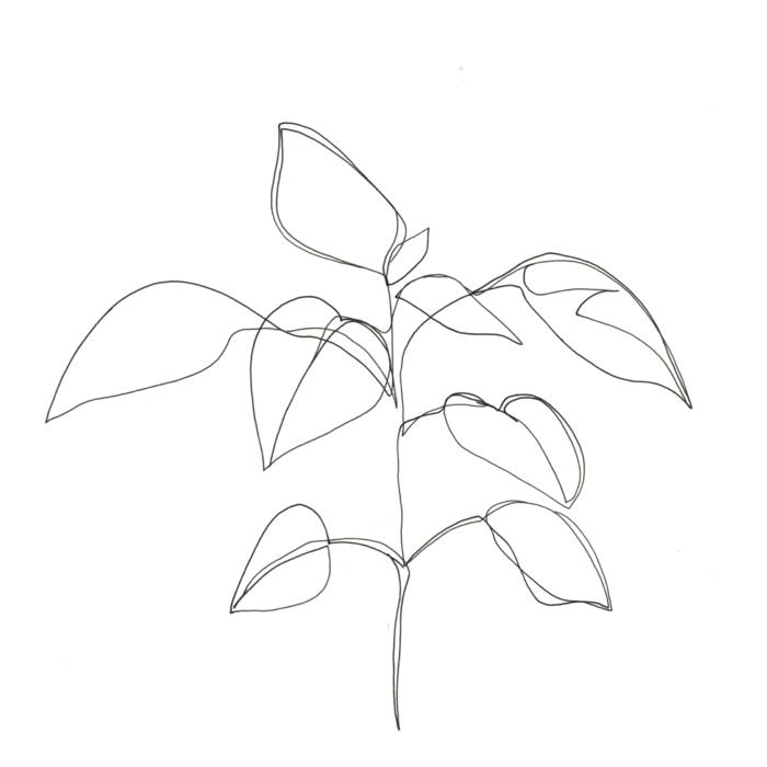 siyah beyaz çizim nasıl çizilir siyah beyaz stil bitki bir satır