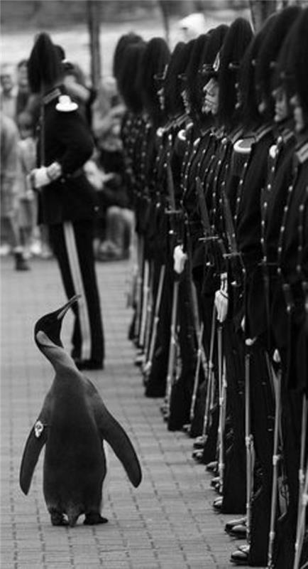 a-komik-siyah-beyaz-pinguin-ordusu-gülen-fotoğraf