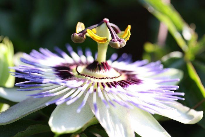 beyaz ve mor yaprakları olan tropikal bir Passiflora bitkisi