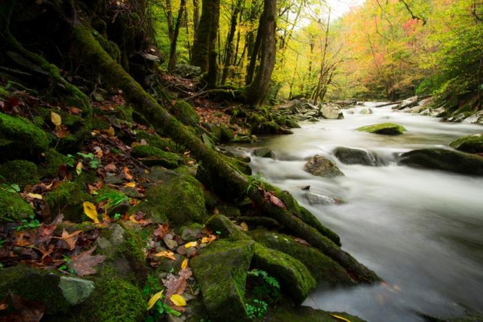 zeleni gozd, mah, jesensko listje, hudournik, očarljiva pokrajina, lepa pokrajina