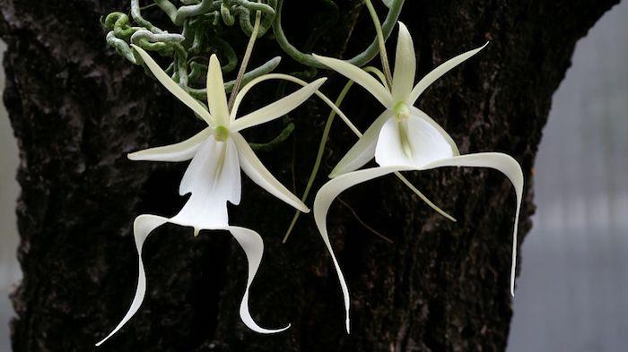 ince beyaz yaprakları olan bir orkide çeşidi güzel bir çiçek