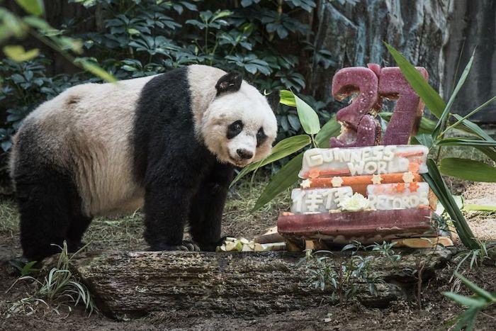 panda pastası, birlikte kutlamak için doğum günü pastası resmi