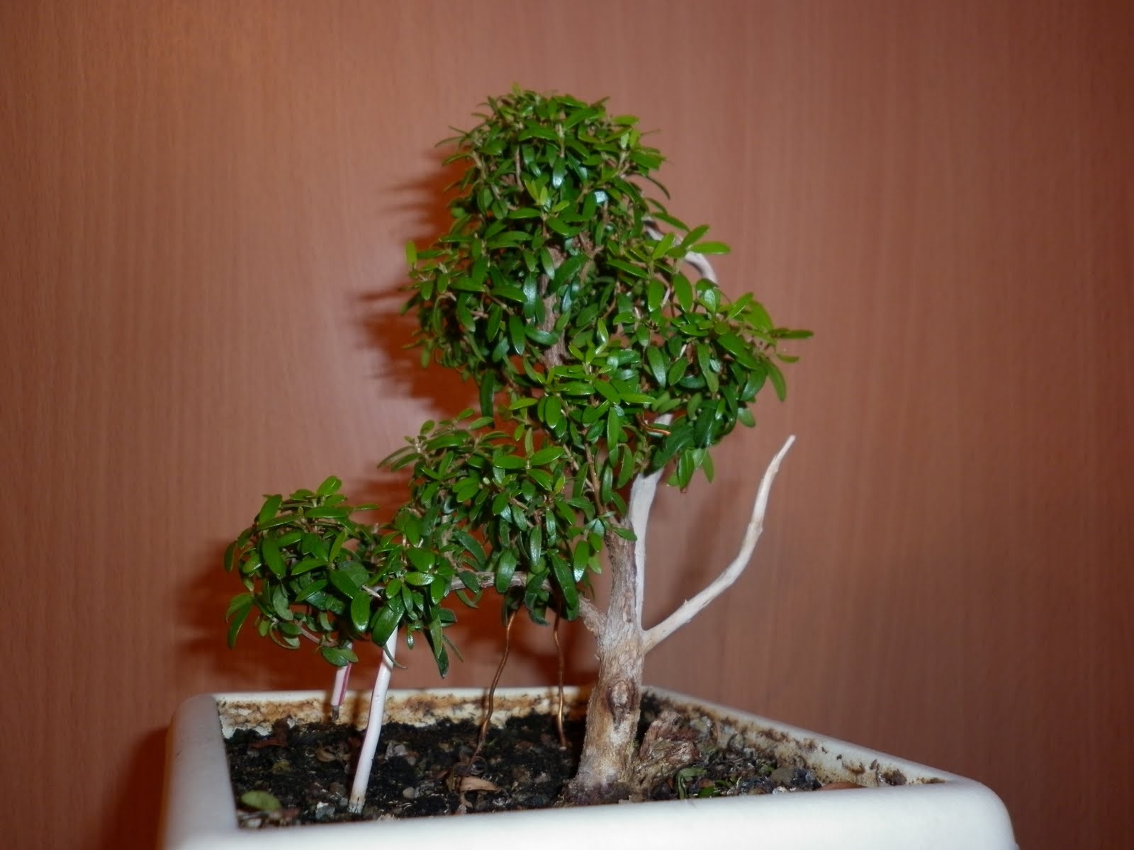 Majhen mirta bansai