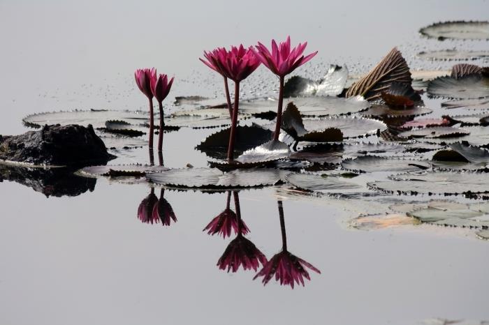 ežero floros nuotrauka, gražūs tvenkinio su rožiniais augalais tapetai, kompiuterio tapetai