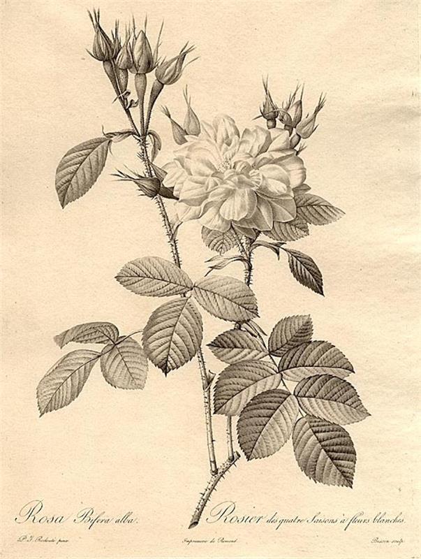 Vintage risanje cvet spomladansko risanje korak za korakom lepe rože tatoo ideja