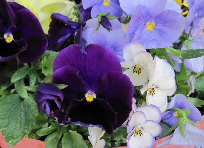 viola-violaceae-violetinė-našlaitė-žiemos gėlės