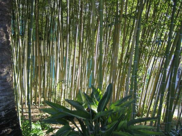 gyva tvora-bambukas