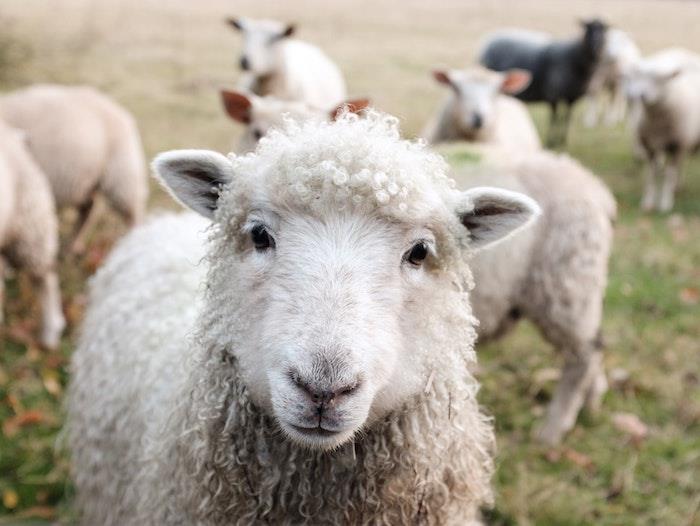 Ozadje spomladanske ovce, pomladna pokrajina živali, lepa podeželska slika, kot nalašč za ozadje