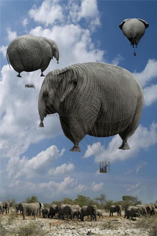 balon-let-slon-baloni-spektakularen pogled