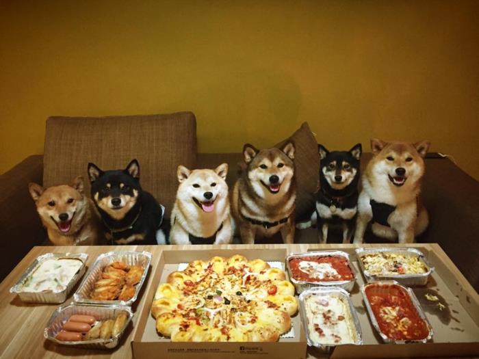 İtalyan-pizza-kolay-hazır-lezzetli-pizza-enfes-köpek-arkadaşlarınız