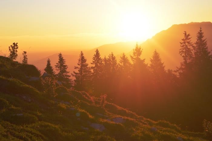 tapetai saulėtekio metu, natūrali nuotrauka su kalnais ir spygliuočių medžių mišku, apšviesta saulės spindulių