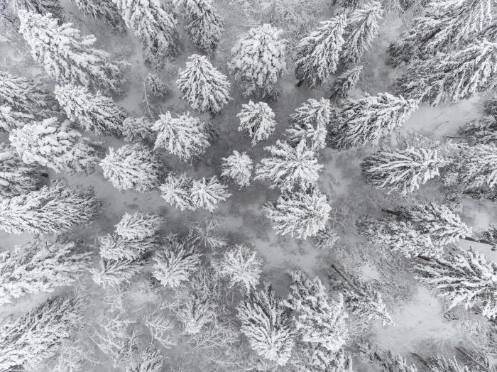 inanılmaz manzara duvar kağıdı fikri, karla kaplı iğne yapraklı ağaçların olduğu bir ormanın yukarıdan görülen fotoğrafı