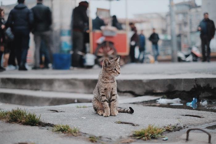 „Gattino in strada“, gatvės fotografija, tapetai