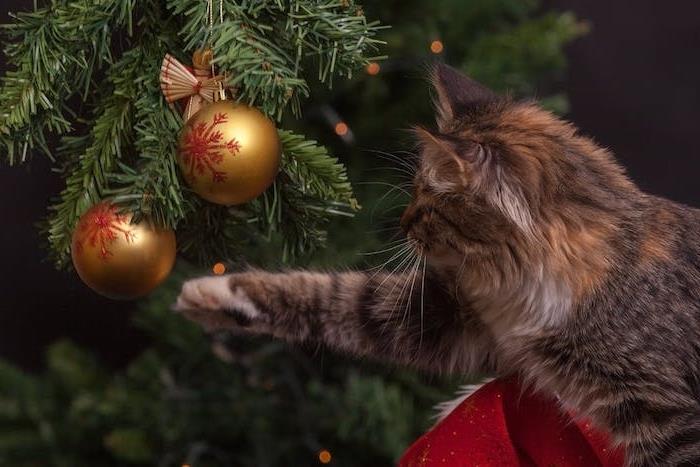Kalėdinių tapetų pavyzdys žalioje eglutėje, papuoštame auksiniais Kalėdų kamuoliukais ir su juo žaidžiančia katė