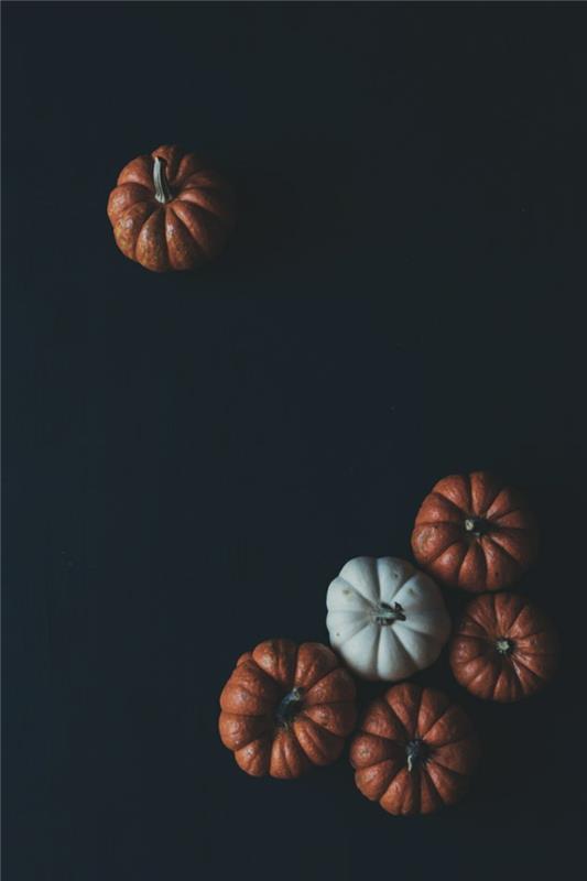 Fotoğraf di zucche, zucche arancioni e bianca, foto per il celle